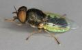 Click to view oplodontha_viridula_t1.jpg
