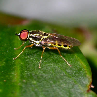 rhaphiocerina_hakiensis_1000006970.jpg