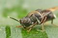 Click to view stratiomyidae3_t1.jpeg