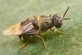 Click to view stratiomyidae7_t1.jpeg