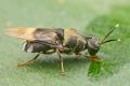 Click to view stratiomyidae9_t1.jpeg