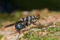 Click to view stratiomyidae_t1.jpg