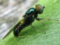 Click to view stratiomyidaemicrochrysa1_t1.jpg