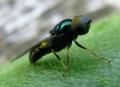 Click to view stratiomyidaemicrochrysa2_t1.jpg