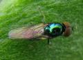 Click to view stratiomyidaemicrochrysa_t1.jpg