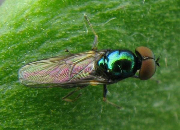 stratiomyidaemicrochrysa.jpg