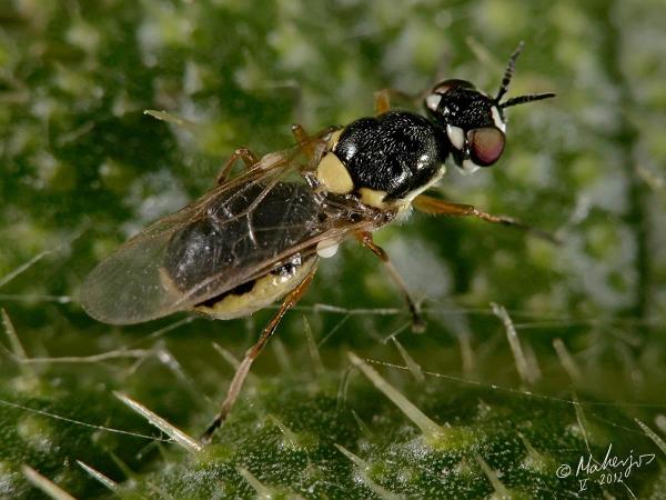 vanoyia_tenuicornis_female_1.jpg