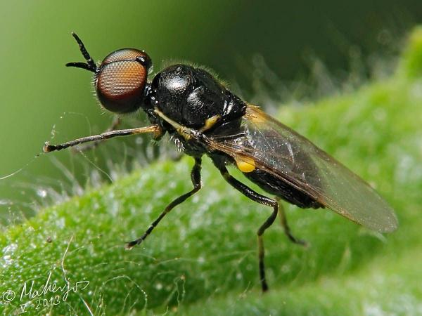 vanoyia_tenuicornis_male_1.jpg