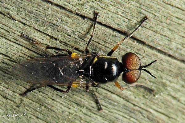 vanoyia_tenuicornis_male_2.jpg