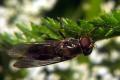 Click to view 0083-0088-dip-syrphidae-cheilosia-barbata-tassenbach-040903_t1.jpg