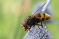 0537-dip-syrphidae-volucella-zonaria-male-sinnersdorf-160705kb_t1.jpg