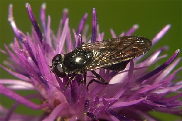 0809-0814-dip-syrphidae-cheilosia-carbonaria-female-eischeid-270804.jpg