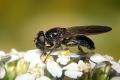 0809-dip-syrphidae-cheilosia-carbonaria-female-eischeid-270804_t1.jpg