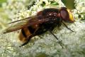 0842-dip-syrphidae-volucella-inanis-tassenbach-010804_t1.jpg