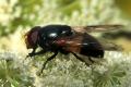 0850-dip-syrphidae-volucella-pellucens-tassenbach-010804_t1.jpg