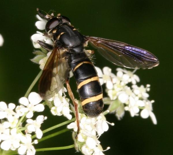 105_0595_temnostoma_bombylans.jpg