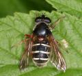 Click to view 108_0822_sericomyia_lappona2_t1.jpg