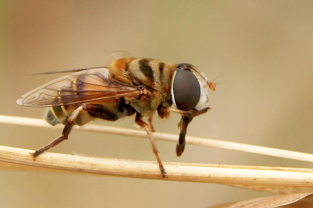 Syrphidae: Palpada sp. (female) (1)