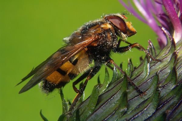 1361-dip-syrphidae-volucella-inanis-tassenbach-020804.jpg