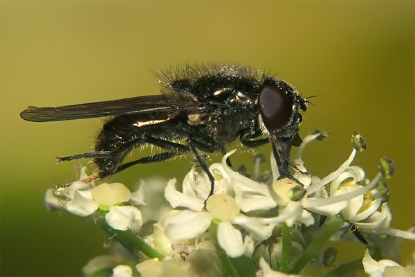 1394-dip-syrphidae-cheilosia-vulpina-male-arntal-010804.jpg