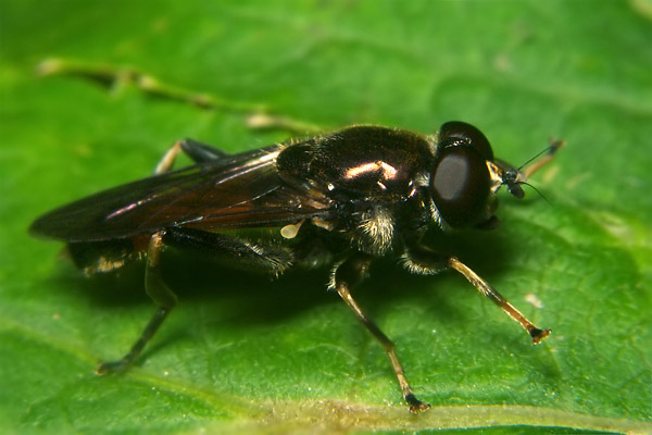 1541-1536-dip-syrphidae-xylota-segnis-arntal-020804.jpg