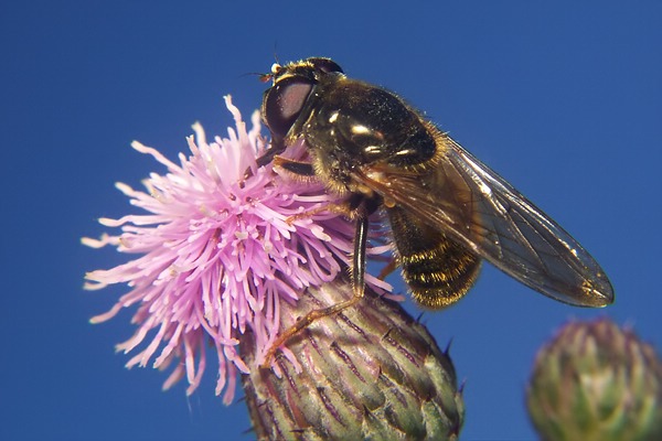 1555-dip-syrphidae-cheilosia-canicularis-tassenbach-030903.jpg