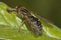 20070503_kortenhoef_anasimyia_interpuncta_3279-3_t1.jpg