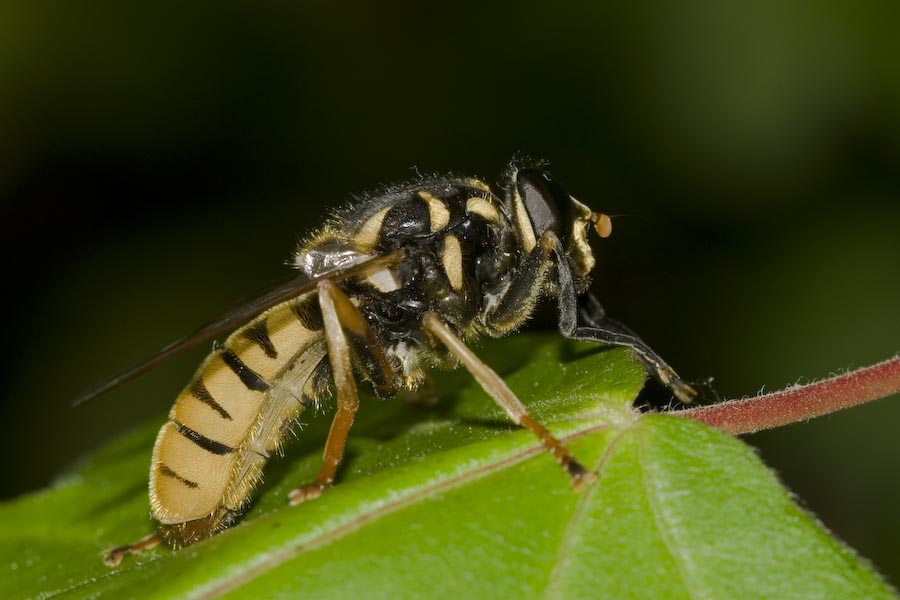 Syrphidae: Temnostoma vespiforme (male) (2)