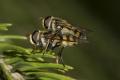 Click to view 20070504_sysselt_didea_fasciata_copula_3357-10_t1.jpg