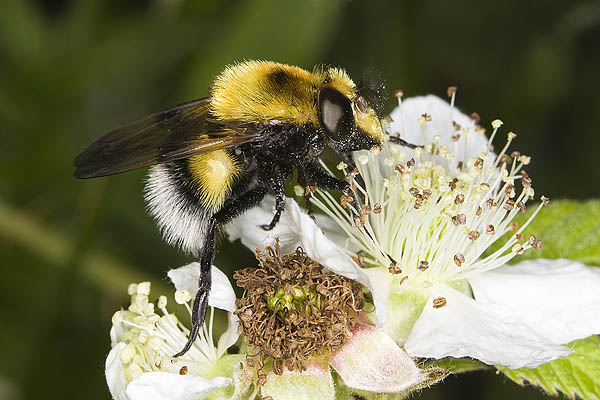 2008-06-28-js8q7583_volucella_bombylans.jpg