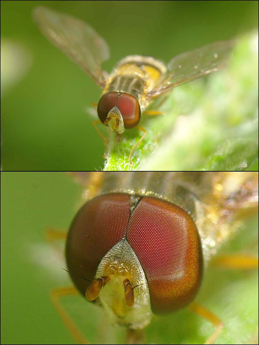Syrphidae: Episyrphus balteatus (male) (3)