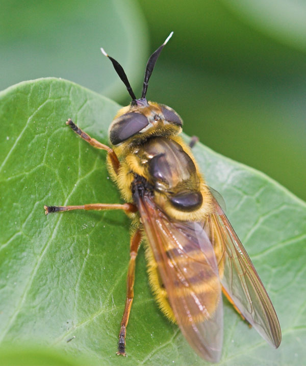 Syrphidae: Callicera spinolae (female) (3)
