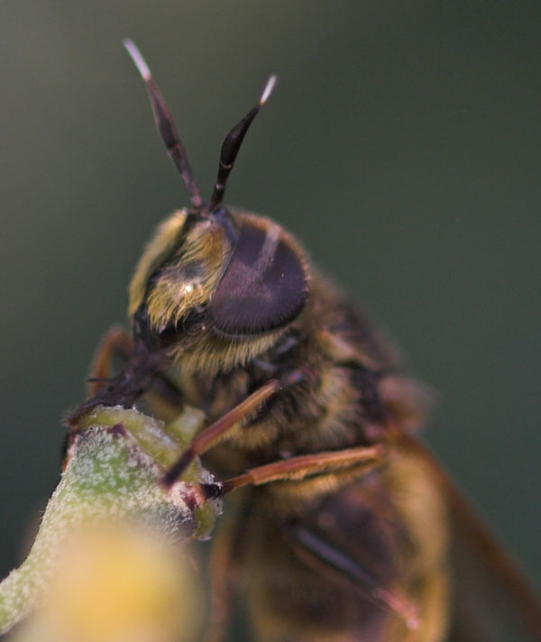 Syrphidae: Callicera spinolae (male, head) (1)