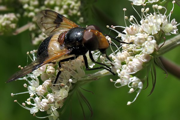 Syrphidae: Volucella pellucens (female) (4)