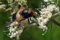 2385-dip-syrphidae-volucella-pellucens-female-martawald-080805kb_t1.jpg