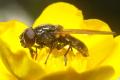 Click to view 2557-dip-syrphidae-cheilosia-albitarsis-female-littard-170504_t1.jpg