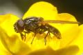 2557-dip-syrphidae-cheilosia-albitarsis-female-littard-170504_t1.jpg