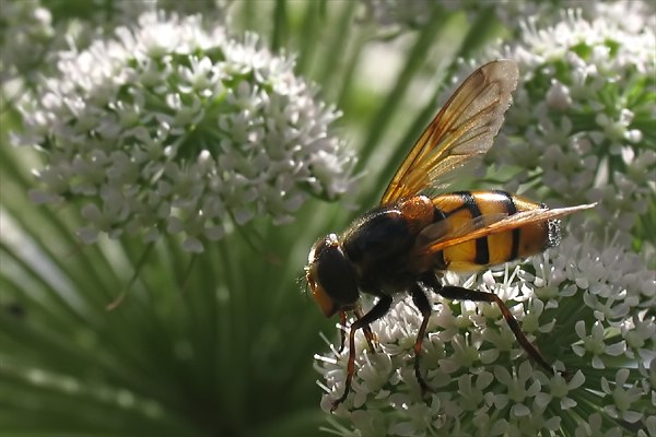 2595-dip-syrphidae-volucella-inanis-male-martawald-080805kb.jpg