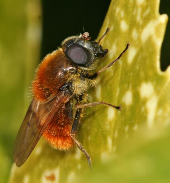 3roches060409_0198cheilosia_chrysocomaw.jpg