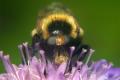 7056-7047-dip-syrphidae-volucella-bombylans-sahrbachtal-060704_t1.jpg