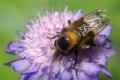 7056-dip-syrphidae-volucella-bombylans-sahrbachtal-060704_t1.jpg