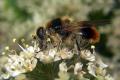 7615-dip-syrphidae-cheilosia-illustrata-littard-220704_t1.jpg