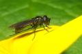 8356-dip-syrphidae-syrphocheilosia-claviventris-female-grossglockner-040804_t1.jpg