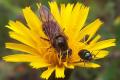 8445-dip-syrphidae-cheilosia-canicularis-female-kalksteinerbachtal-050804_t1.jpg