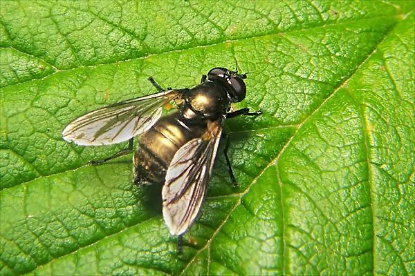 8599-syrphidae-cheilosia-derasa-kalksteinerbachtal-050804kb.jpg