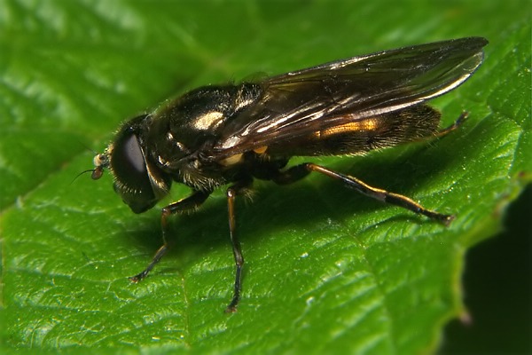 8783-dip-syrphidae-cheilosia-melanura-female-grossglockner-040804.jpg