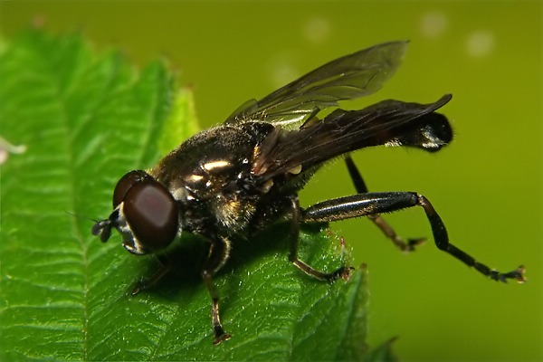 8951-dip-syrphidae-xylota-jakutorum-male-kalksteinerbachtal-050804.jpg