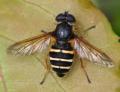 Click to view 900sericomyia_nigraev_080608_1773_t1.jpg