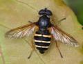 900sericomyia_nigraev_080608_1773_t1.jpg