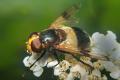 9097-dip-syrphidae-volucella-pellucens-innervillgraten-280803_t1.jpg